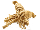 御種人参(きんぎんか)